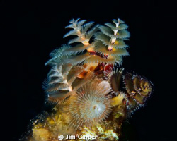 cluster of christmas trees by Jim Garber 